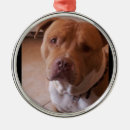 Search for pitbull christmas tree decorations Pet