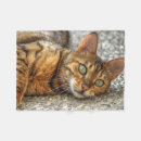 Search for lazy cat Bengal