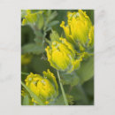 Search for indian reservation postcards Usa