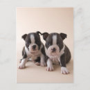 Search for terrier puppy postcards Colour image