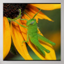 Search for hopper posters Insects