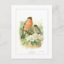 Search for bullfinches postcards Vintage