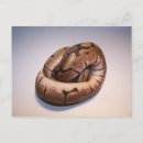 Search for pythons postcards Ball