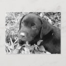 Search for black lab postcards Puppy