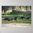 Search for wild turkeys posters Nature