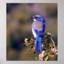 Search for jay posters Blue