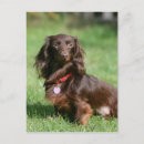 Search for miniature long haired dachshunds postcards Bob and pam langrish