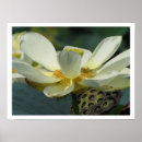 Search for waterlilly art Lotus
