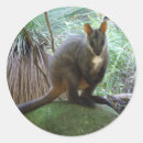 Search for kangaroo marsupial stickers Kangaroos