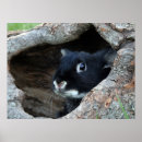 Search for rabbit posters Cute animals