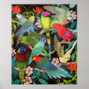 Search for lory posters Parakeet