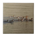 Search for duck and duckling tiles Ducks