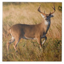 Search for grassland tiles Wildlife
