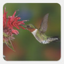 Search for ruby throated hummingbird stickers Male