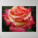 Search for rainbow rose art Yellow