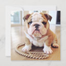 Search for spoiled cards Puppy