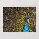 Search for digital designs postcards Bird