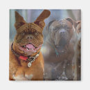 Search for mastiffs magnets Cute
