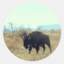 Search for buffalo bison stickers Prairie