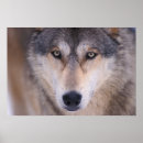 Search for canis posters Fauna