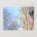 Search for early spring postcards Nature