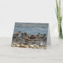 Search for shorebird cards Birds