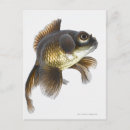 Search for swimming postcards Full length
