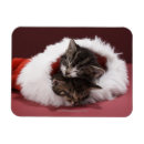 Search for two kittens christmas cards Photography