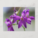 Search for rare postcards Flower