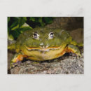 Search for vertebrates postcards Frog
