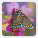Search for papilio stickers Butterfly