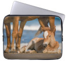 Search for colt cases Wild horse