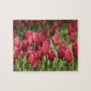 Search for holland tulips puzzles Red