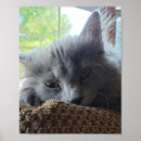 Search for long hair cats posters Kitty