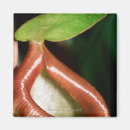 Search for pitcher magnets Nature