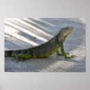 Search for iguanas posters Reptile