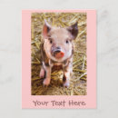 Search for piglets postcards Cute
