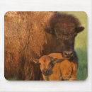 Search for bison cow electronics Animal