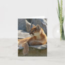 Search for cougar cards Wildlife