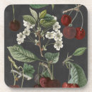 Search for varieties coasters Botanical