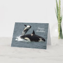 Search for orca killer whale cards Alaska