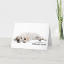 Search for golden retriever get well cards Dog