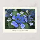 Search for blue hydrangea postcards Flowers