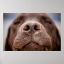 Search for chocolate labrador art Puppy