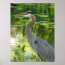 Search for great blue heron posters Birds