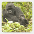 Search for gorillas stickers Rwanda