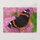Search for admiral postcards Wildlife