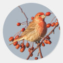Search for finch stickers Red