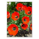 Search for spring bulbs Flower