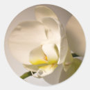 Search for white orchid stickers Photography